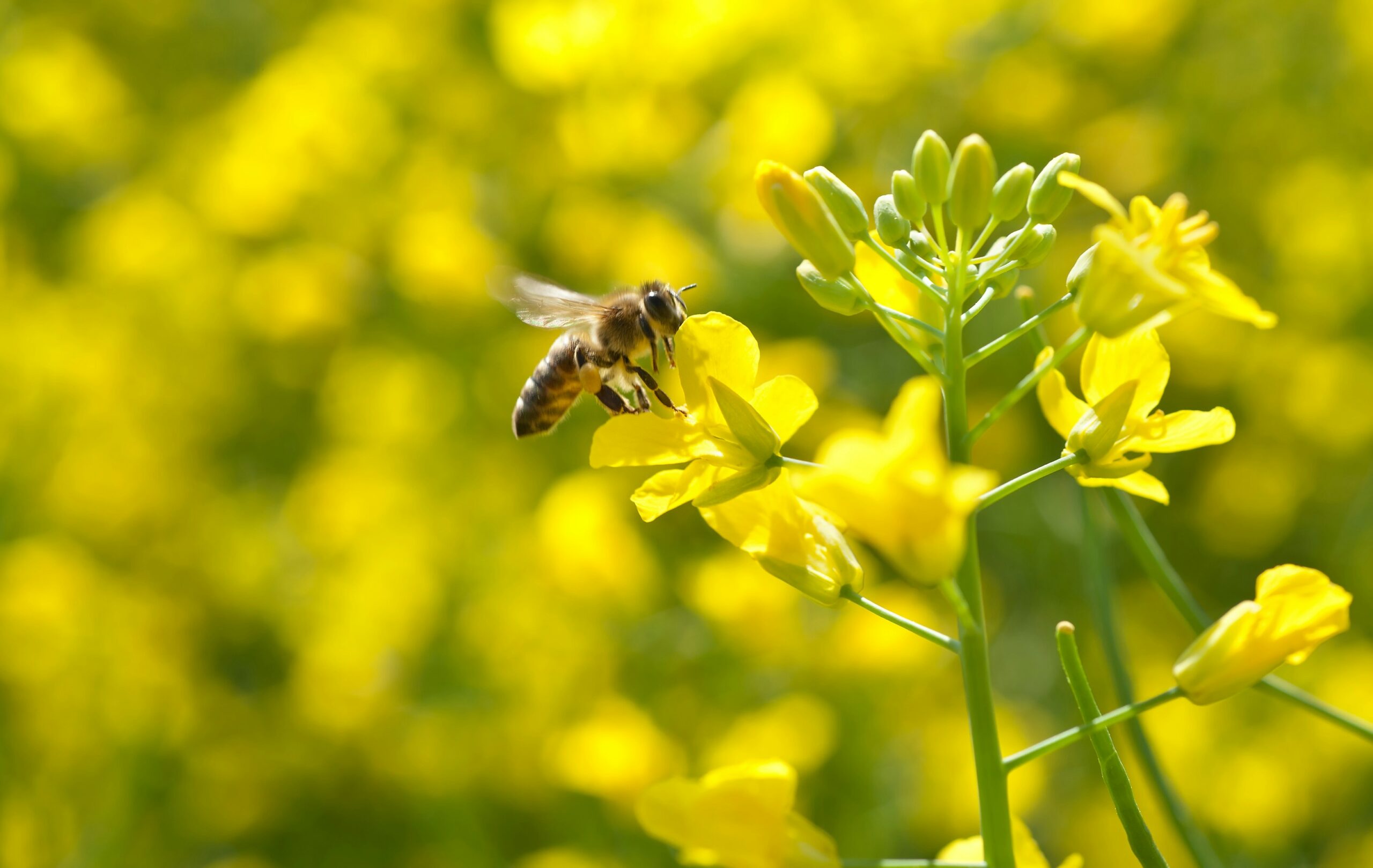 How to get rid of allergies, 100% naturally